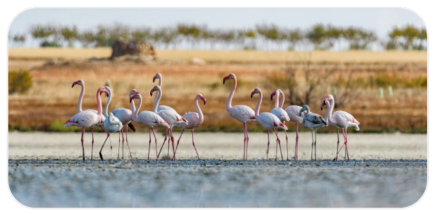 Visita al Parque Nacional de Doñana